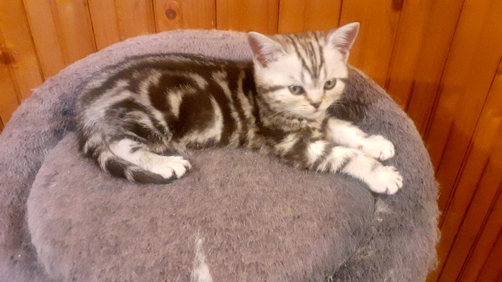 British shorthair silver tabby rasa pura