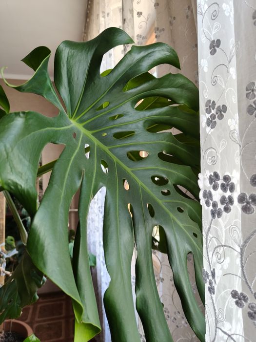 Продам цветок Монстера