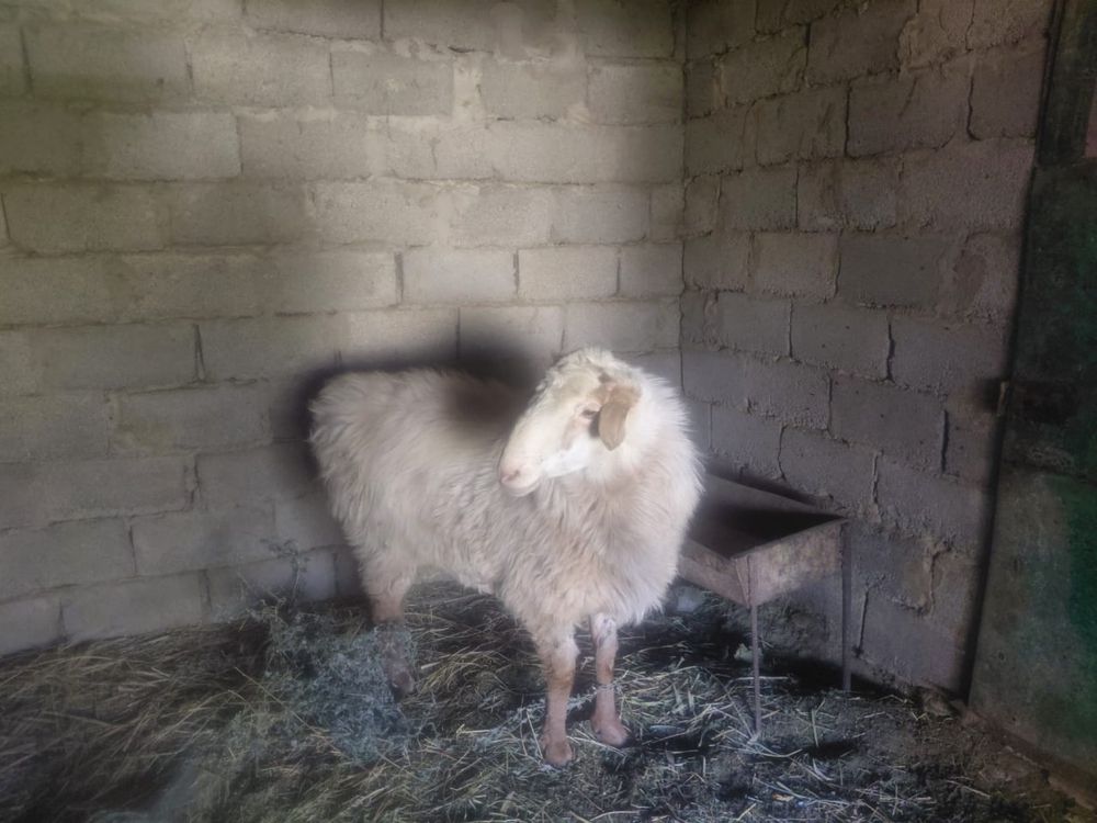 Баран и козы……..