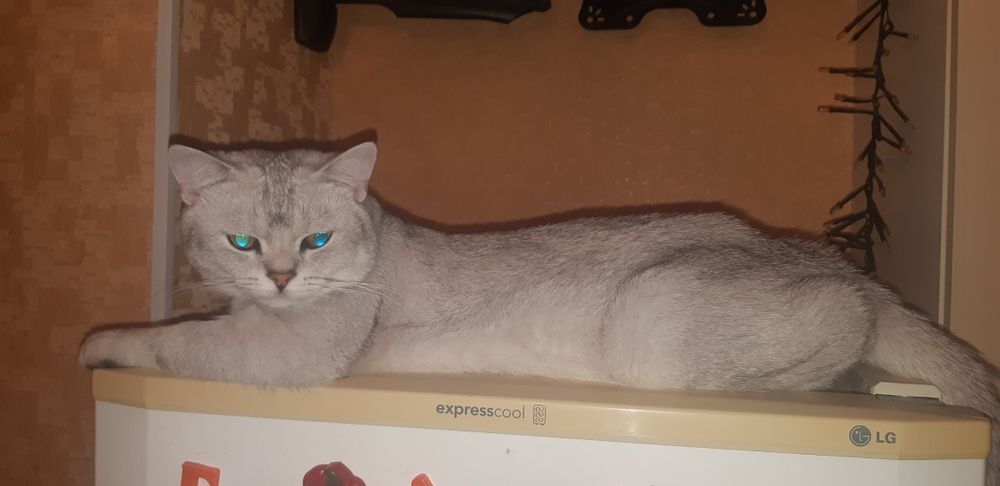 Чистокровный британский Кот на вязку