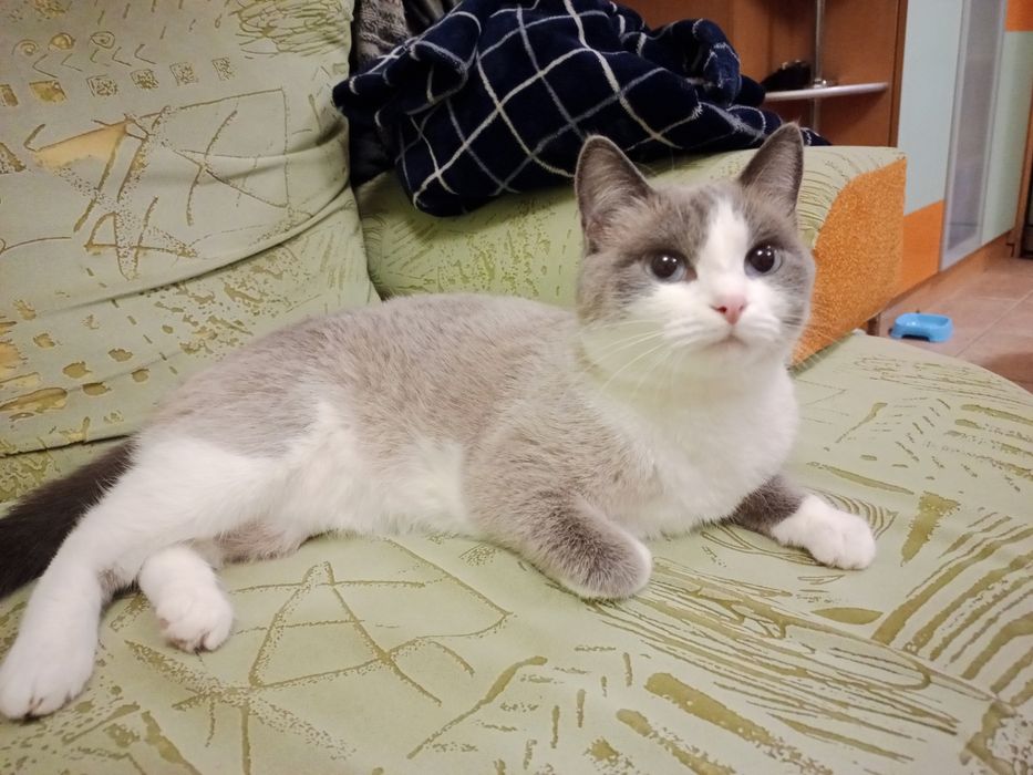 Отдам кошку в хорошие руки