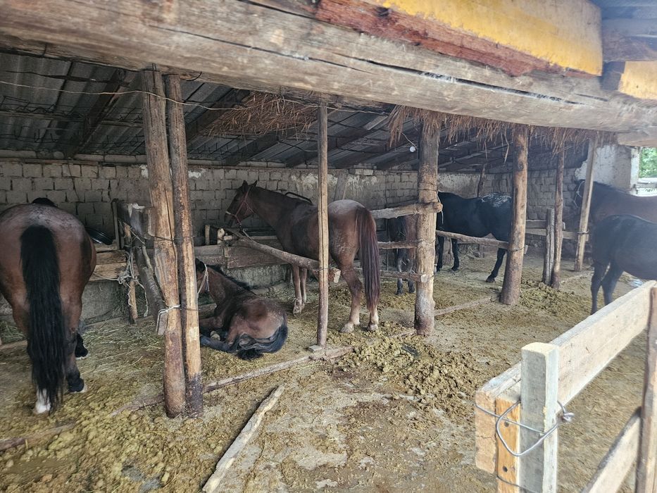 Саумал, Кымыз, Құрт бар.