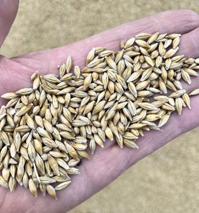 Продам ячмень дробленый