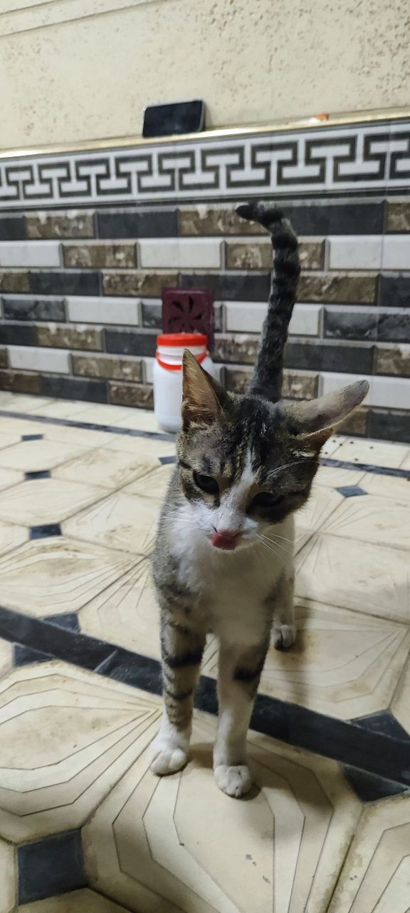 Uy mushugi, Surxondaryo Termiz
