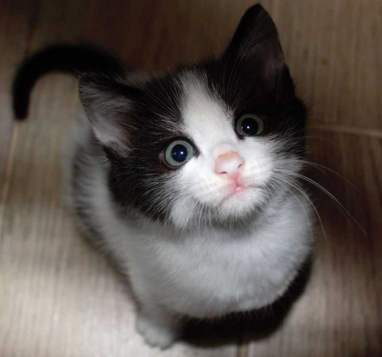 Котёнок 1,5 месяца