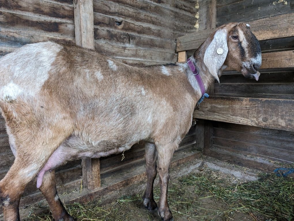 Capră cu ieduță Aglo Nubian rasă pură