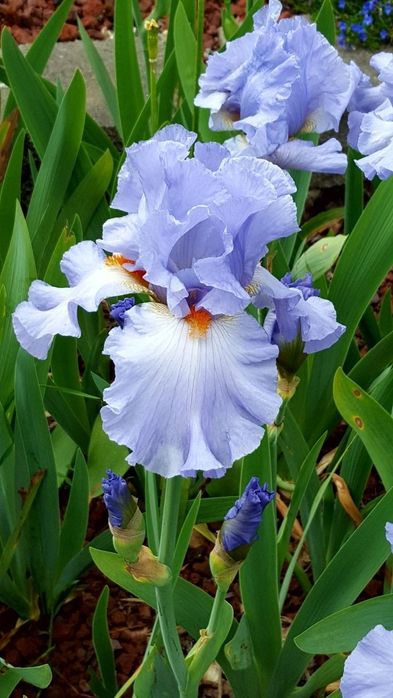 Продам Ирисы высокорослые