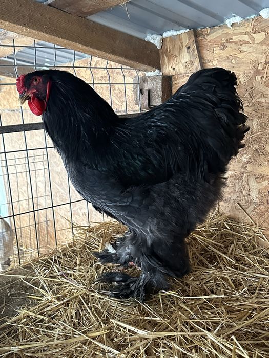 Cocosi brahma bobat si negru