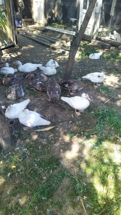 Rate taiate, gata curatate