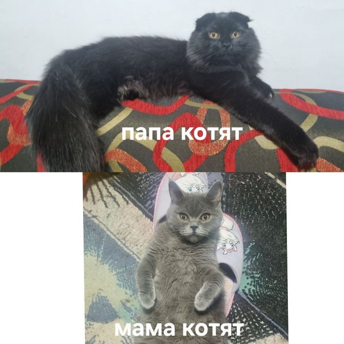 Продаются породистые чёрные котята