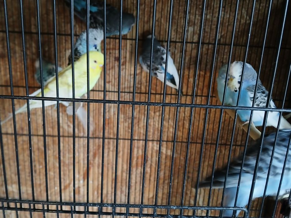 Peruși tineri inelati
