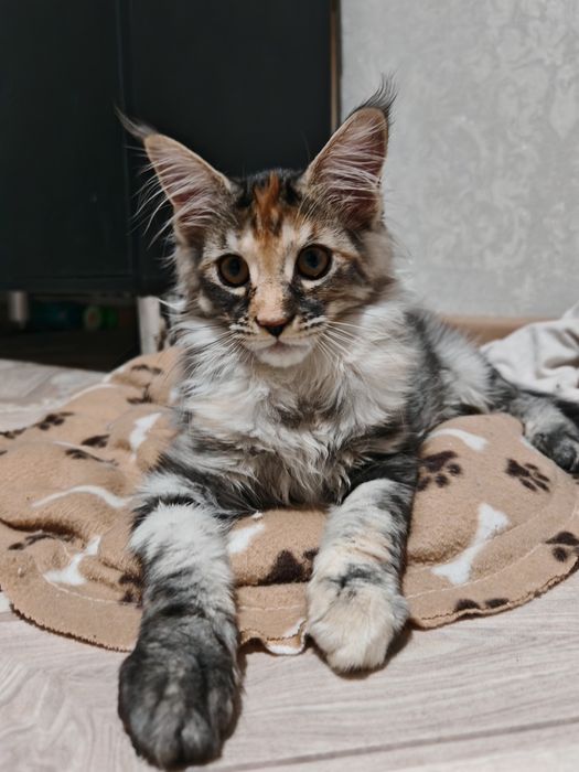 Свободный котенок мейнкун