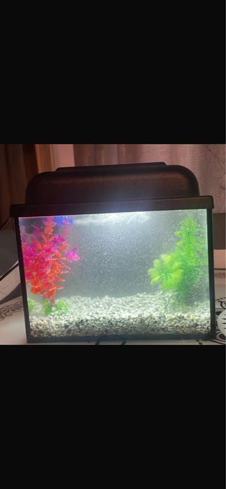 Продаю Аквариум с 6-ю рыбками за 40.000тг