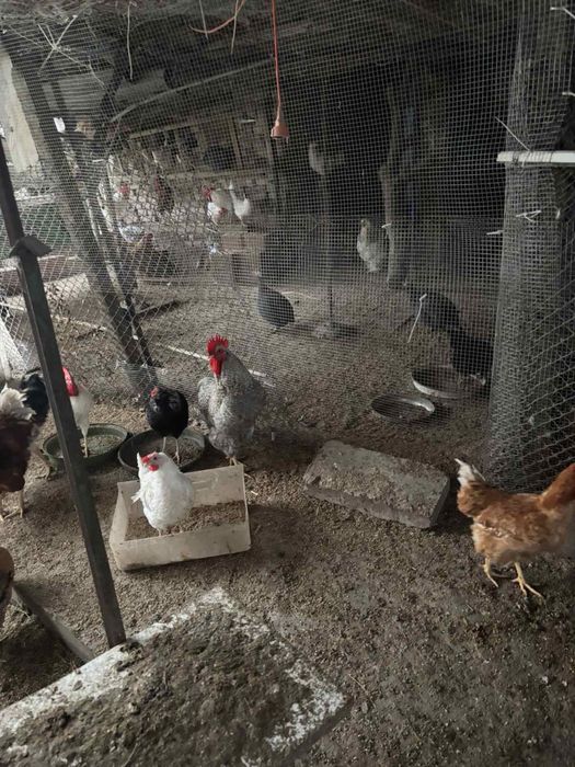 5-6 месечни петли от различни породи