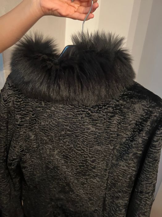 Gecuta blăniță elegantă