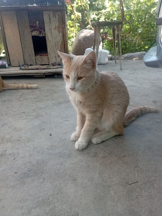 Отдам даром котят