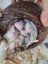 Vând hamsterii pitici cu ochi roșii