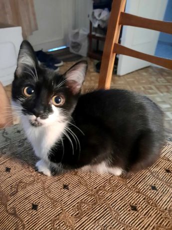 Черно - белый котенок. Девочка, 4 месяца. Стерилизация с нас. Ташкент