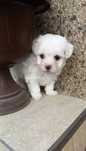 Catel din rasa Bichon Mini-Toy