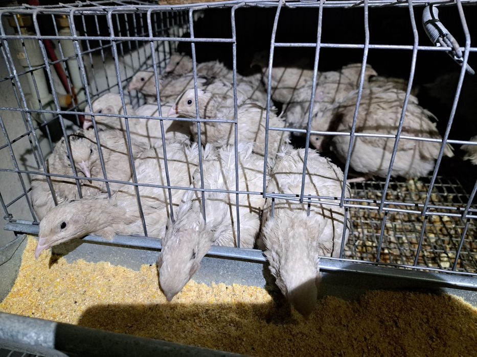 oua de prepelita,pui ,prepelite care oua