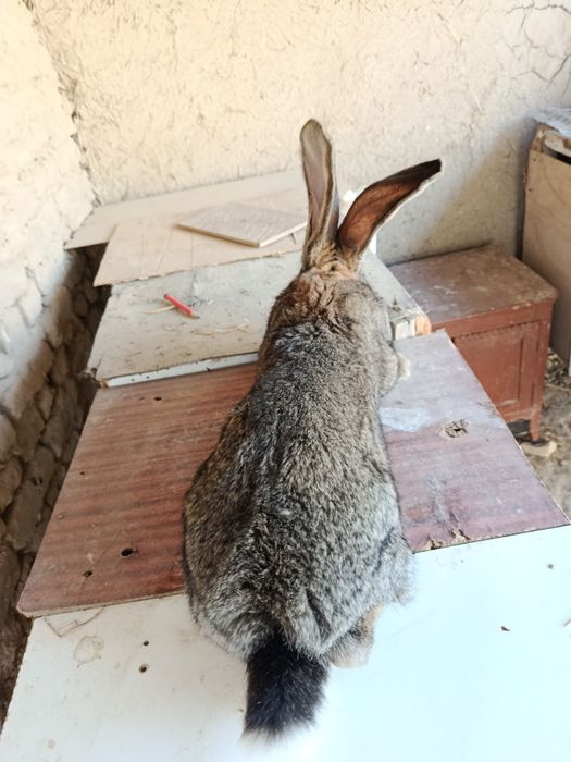 Quyon zotli qoni toza paroda FLANDER SAMECH ERKAK