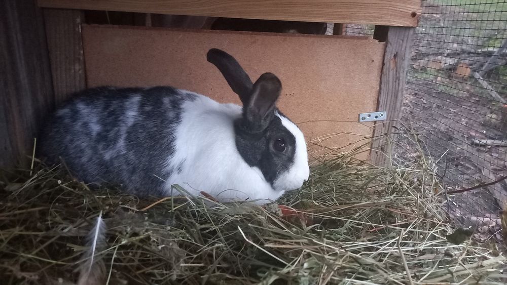 Vând iepuri mai mari sau mai mici mai multe detalii în privat