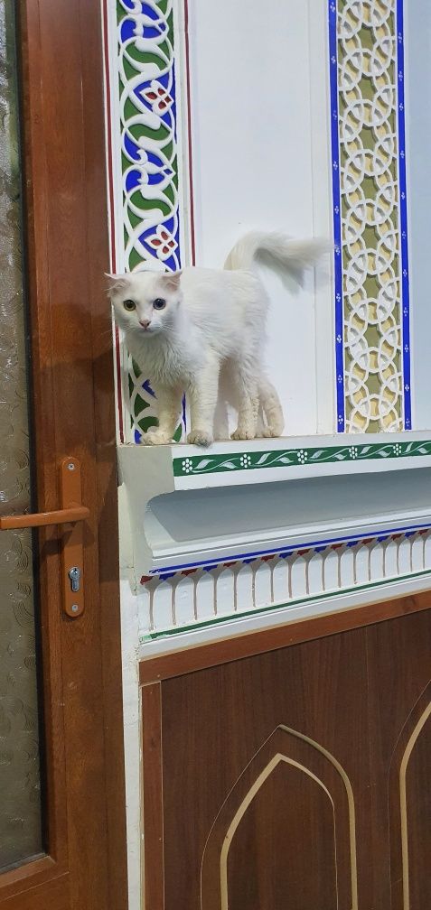 Mushuk jinsi urg'ochi