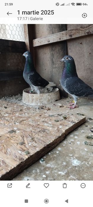 Porumbei părinți și bunici cu pedigree