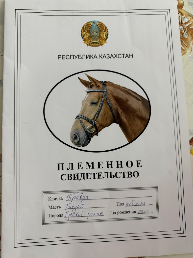 Продам кобылку русско рысистую