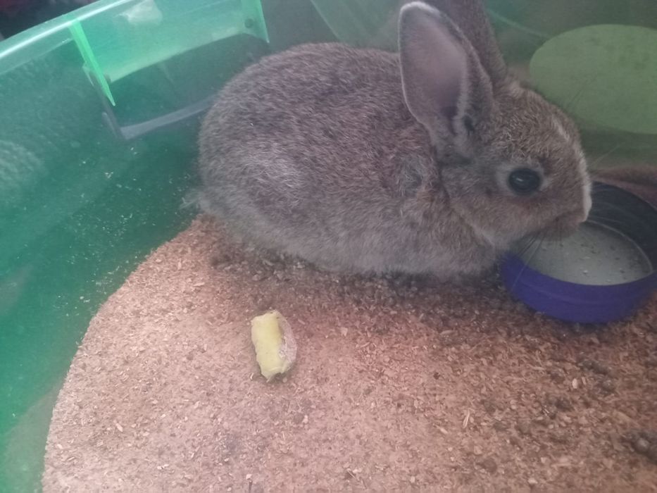 Продам крольчиху