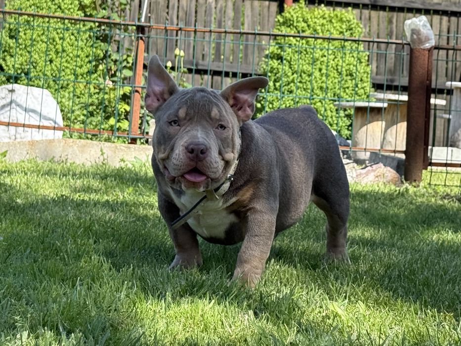 Vand femela american bully pocket