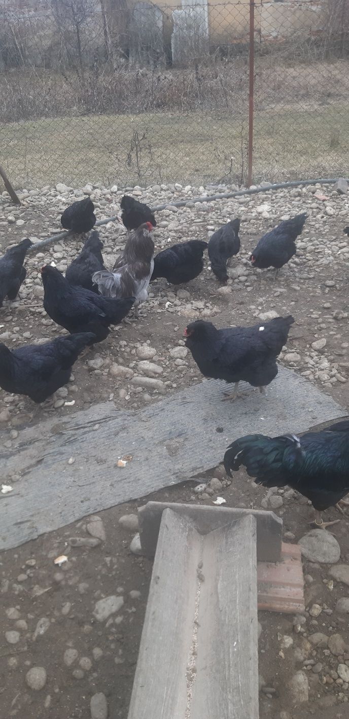 Oua verzi de la găini ameraucana