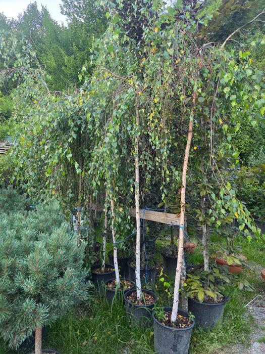 vand si amenajez gradini cu plante ornamentale