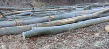 Material lemnos fag,salcam,stejar,carpen
