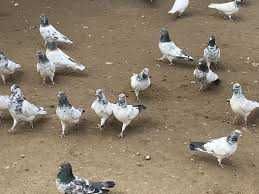 Голуби пакистан разные