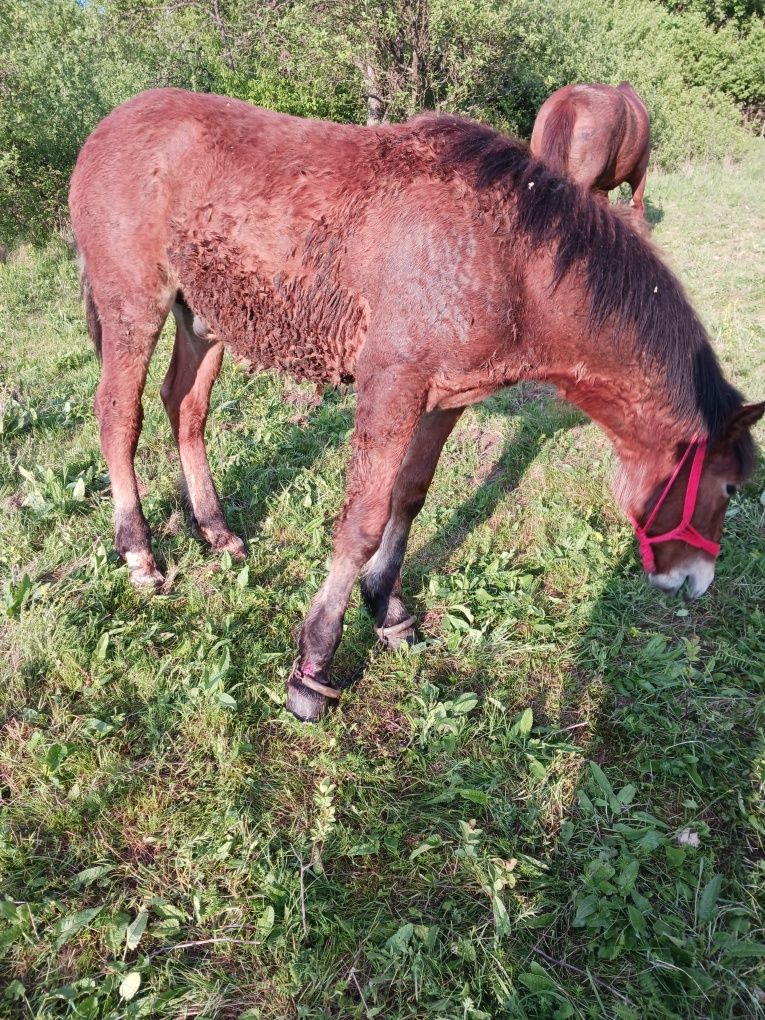 Vând un mânz de 8 luni