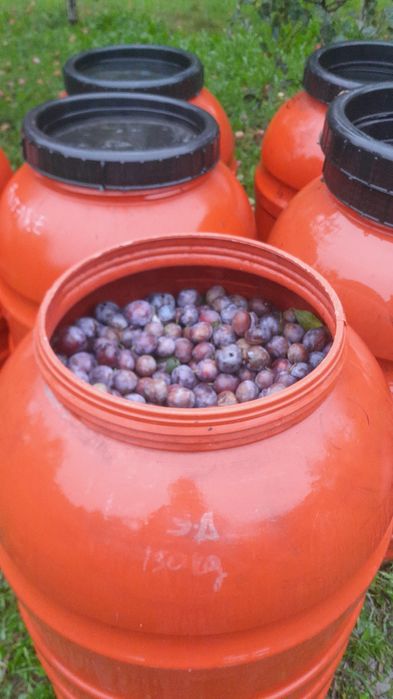Prune deshidratate