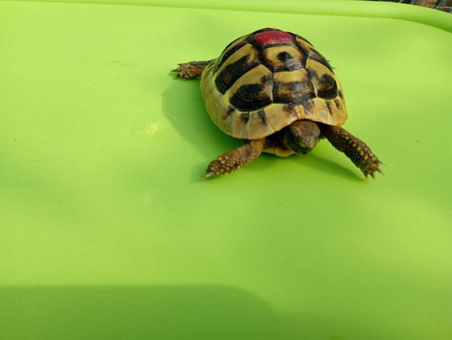 Țestoasă de uscat ( hermani)