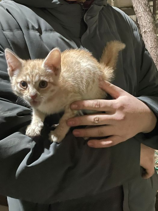 Отдам котёнка в хорошие руки