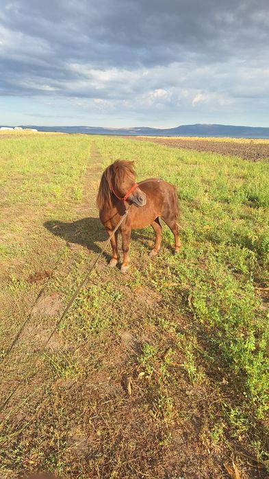 Vand poneita gestanta