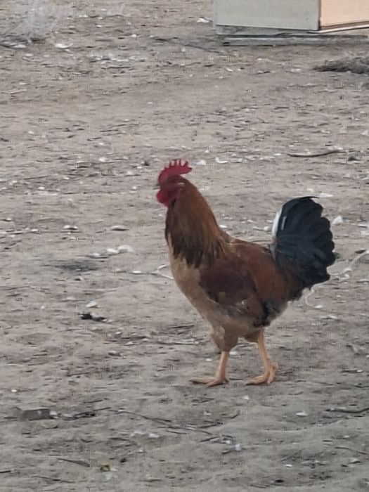 Әтеш сатылады. Бағасы 3500тг