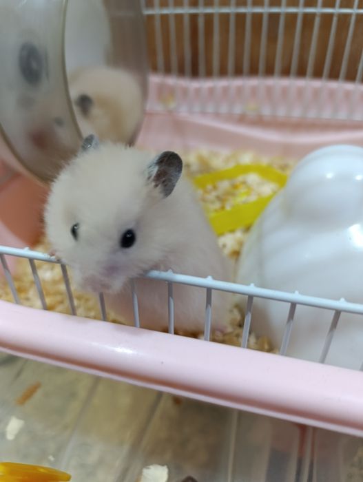 Хомяки домашние .