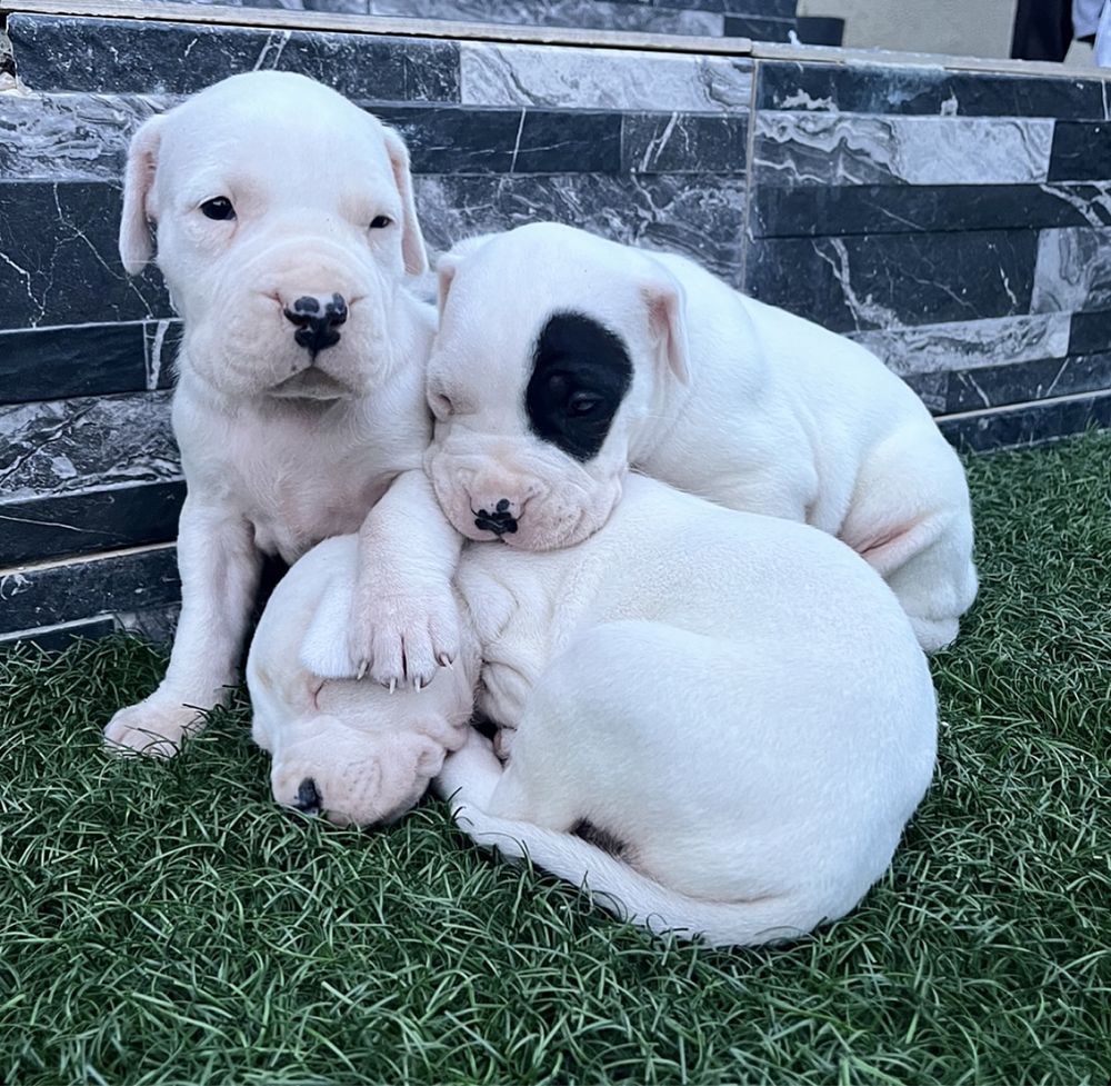 Dog Argentinian Dog