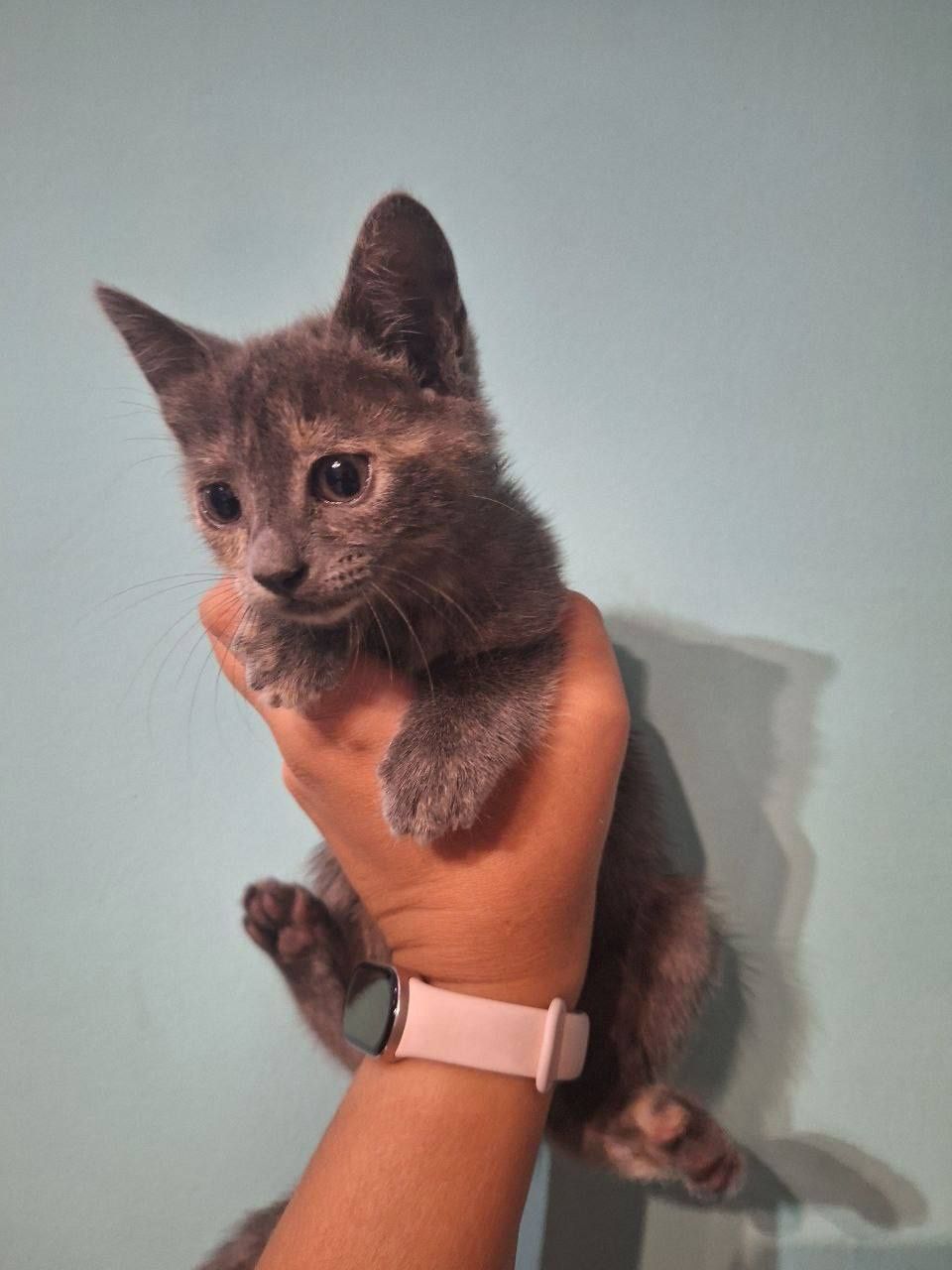 Котка. Безплатно подарявам малко котенце. Момиченце.