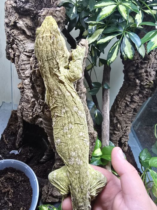 Rhacodactylus leachianus mount koghis