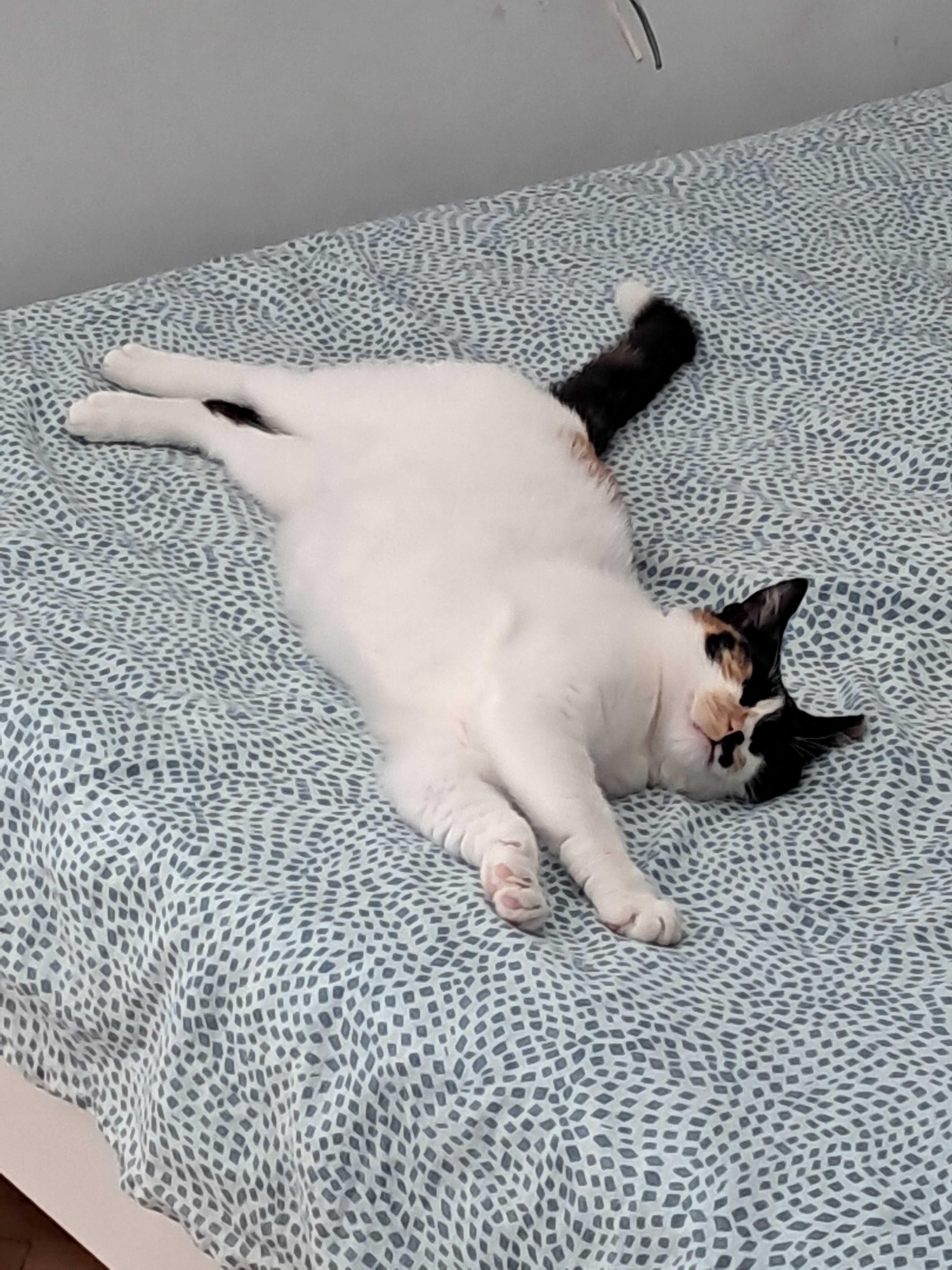Женска котка си търси дом!!