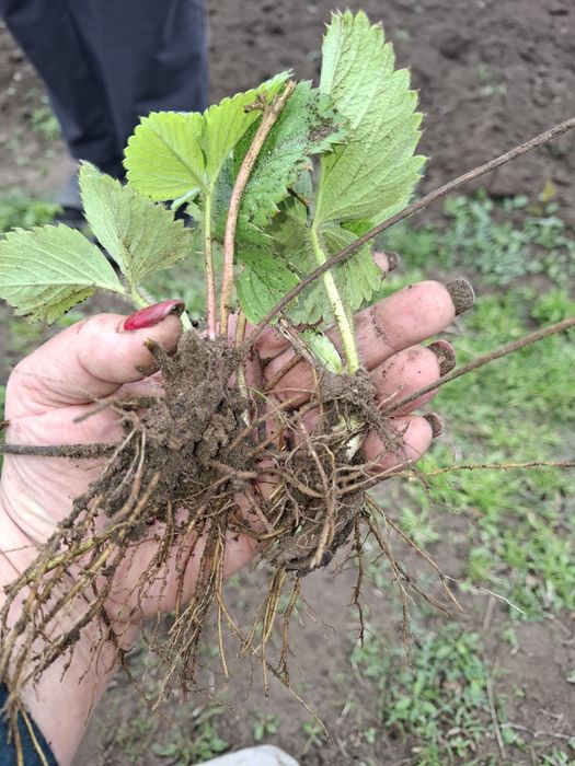 Клубника 100 граммовка саженец 300