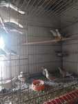 Turturele de colivie