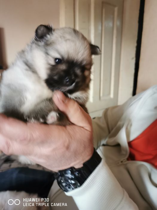 Померан, момиче.