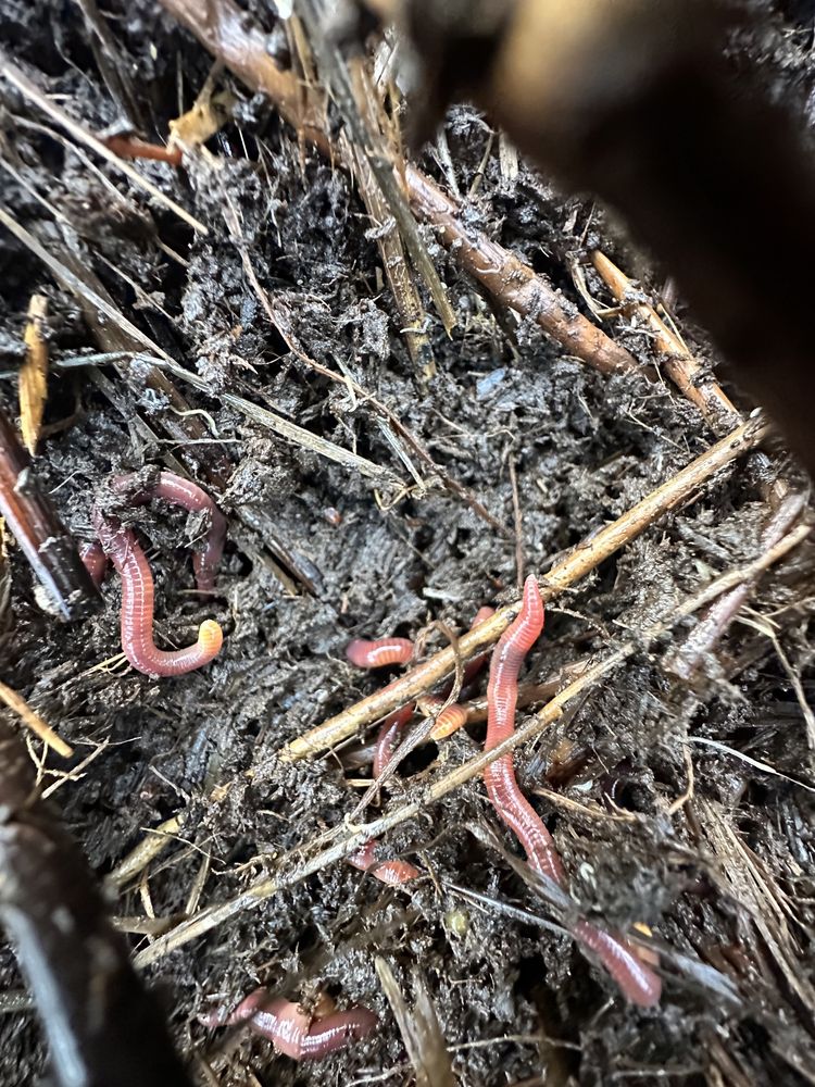 Красные  калифорнийские черви. Биогумус удобренние. Вермекомпост